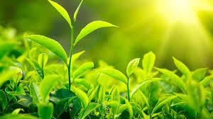 Tea1