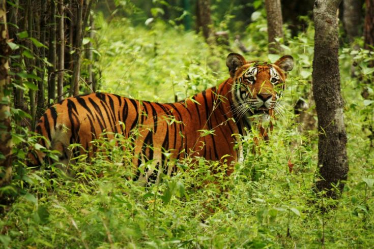 tiger-in-chitwan