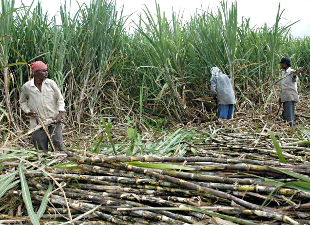 Sugar-farming