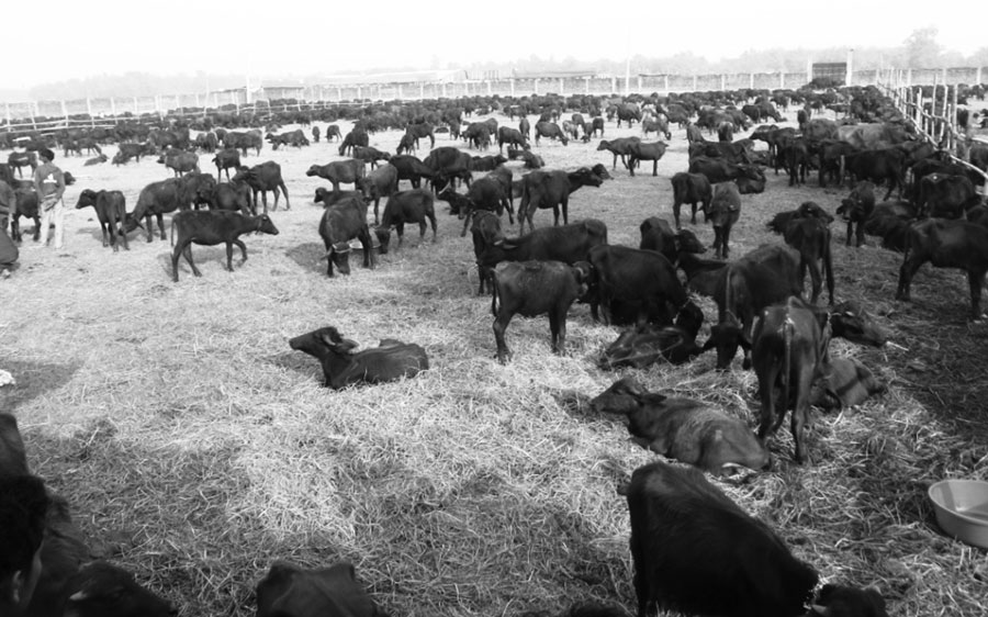 Animal Killing
