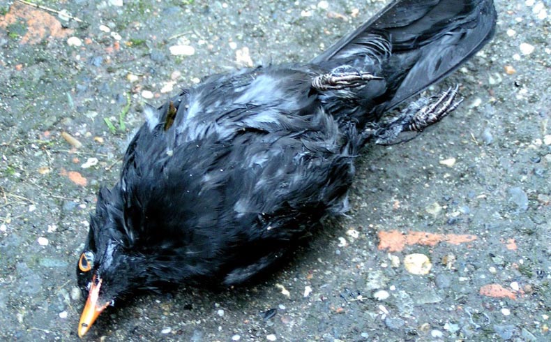 Dead bird
