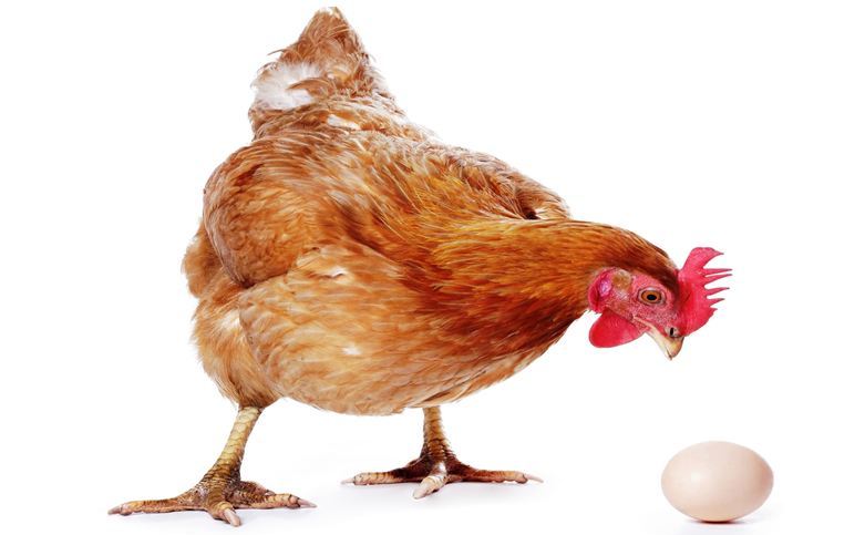 कुखुरी पहिला कि अण्डा