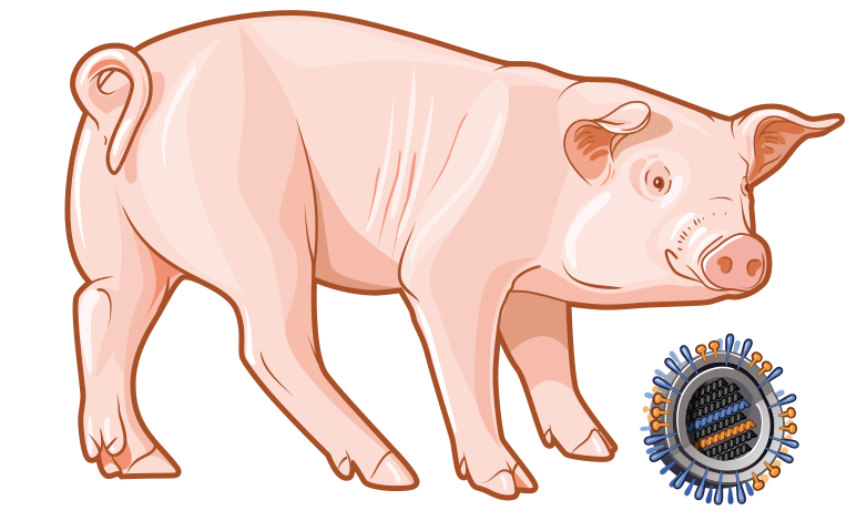 स्वाइन फ्लु