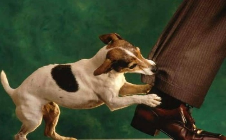 कुकुरको टोकाइ