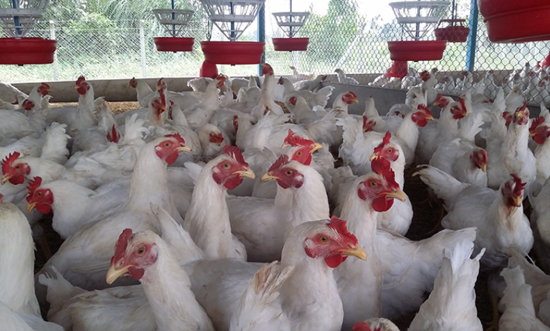 कुखुरापालन