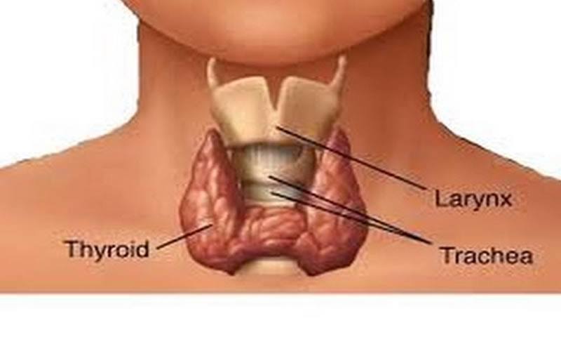 thyroid