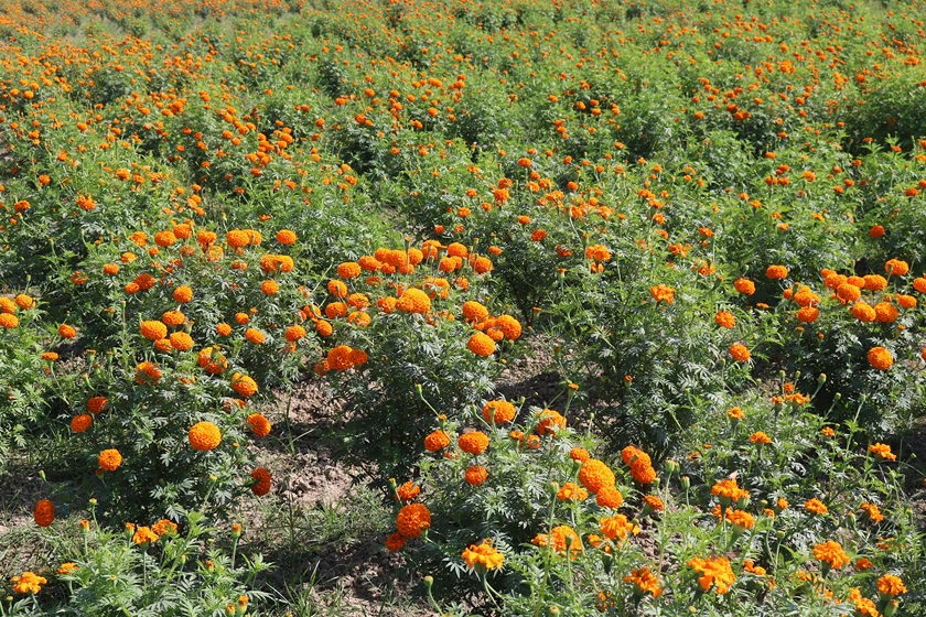 Butwal full09092015_btl_Wsht7NWNpS