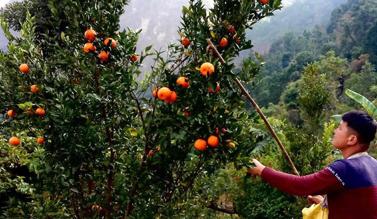 सुन्तला