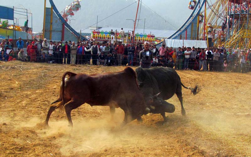 गोरु जुधाइने