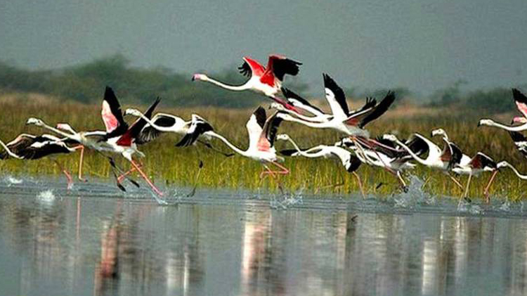 koshi tappu paani chara