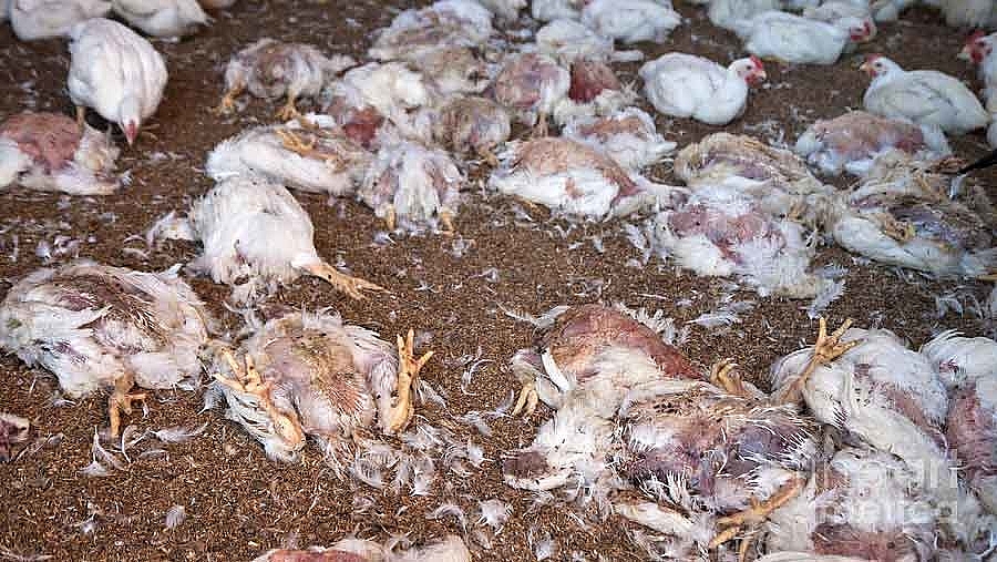 dead chicken