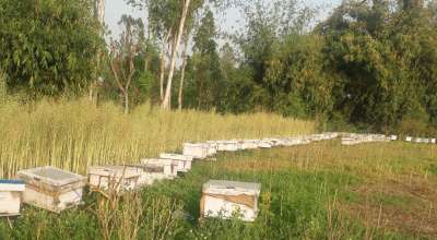 मैरीपालन