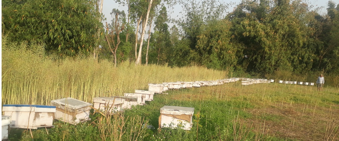 मैरीपालन