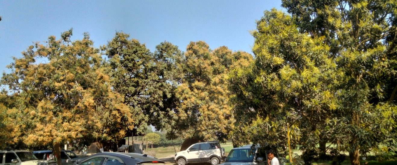 आँपको मज्जर