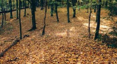 पतिङ्गर