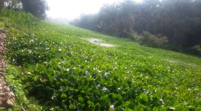 कञ्चनपुरको प्याराताल