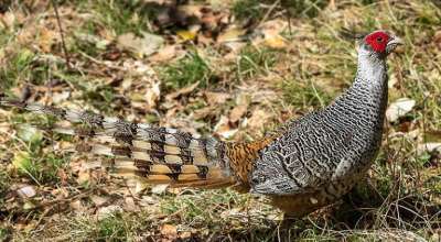 चिरकालिज