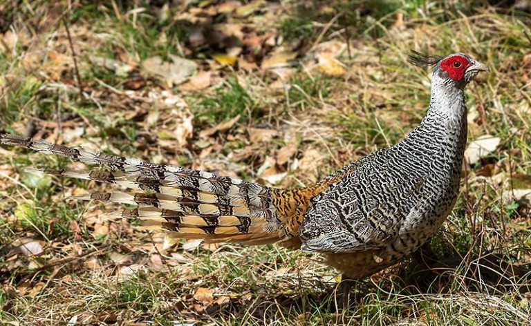 चिरकालिज