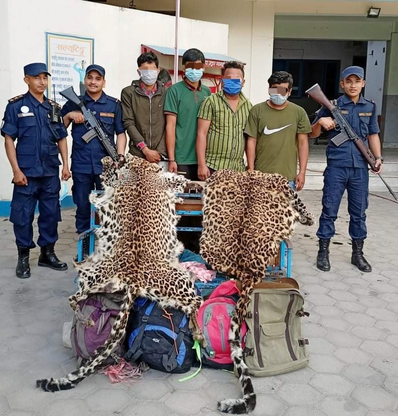 काठमाडौँको बूढानीलकण्ठबाट चितुवाको छालासहित ४ जना पक्राउ