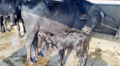 भैँसी सुत्केरी भत्ता