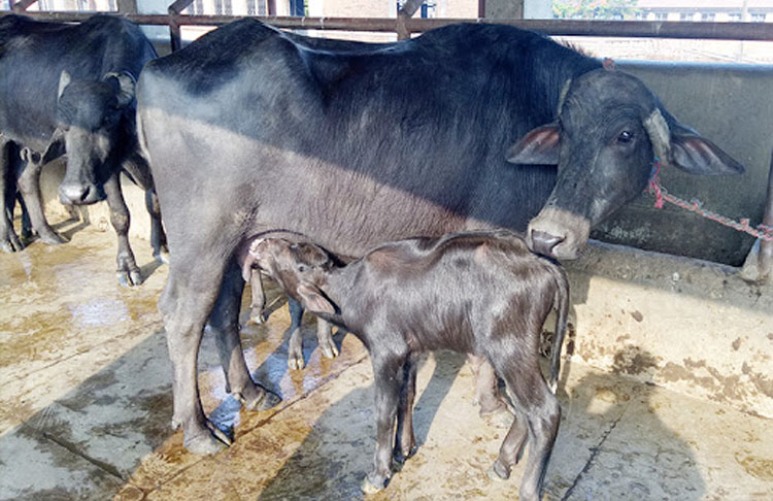 भैँसी सुत्केरी भत्ता