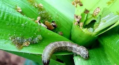 फौजी किरा