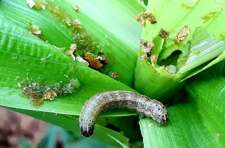 फौजी किरा