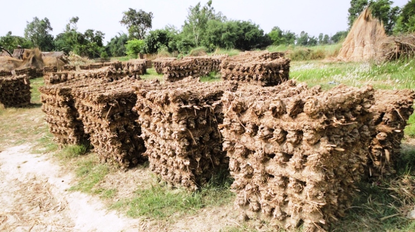 इन्धनका लागि ‘गुइँठा’