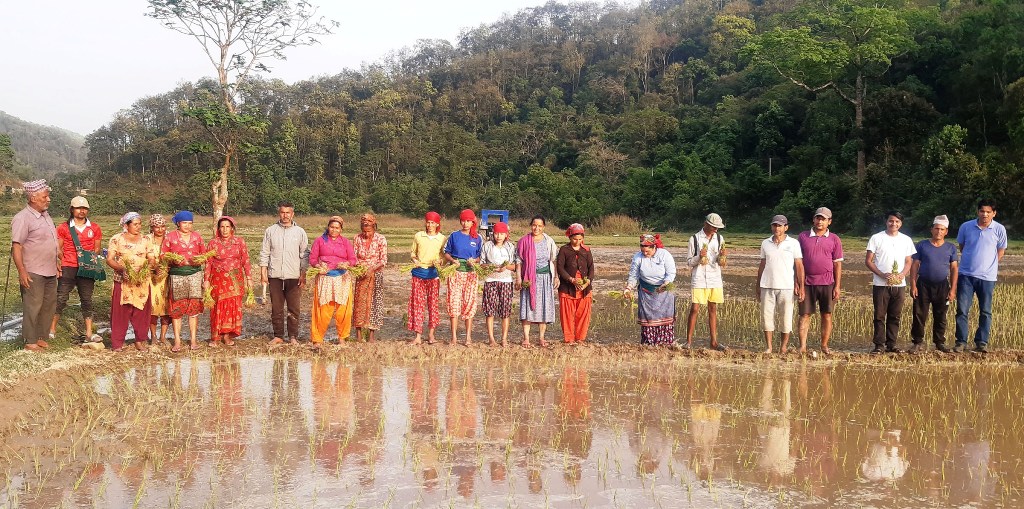 सामूहिक खेती