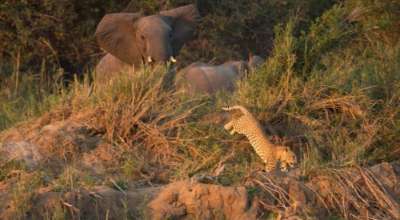 हात्तीसँगै चितुवा आतंक