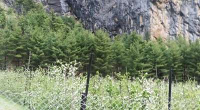 मनाङमा स्याउ बगैँचा फुलेर सेताम्मे