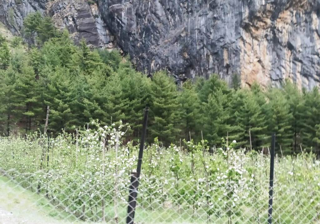 मनाङमा स्याउ बगैँचा फुलेर सेताम्मे