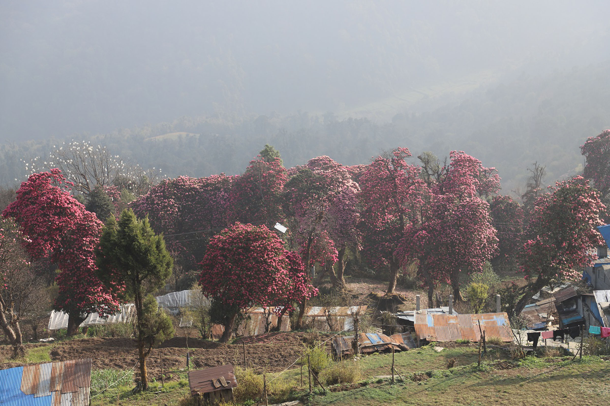 लालीगुराँस घोडेपानी