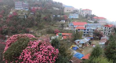 लालीगुराँस घोडेपानी