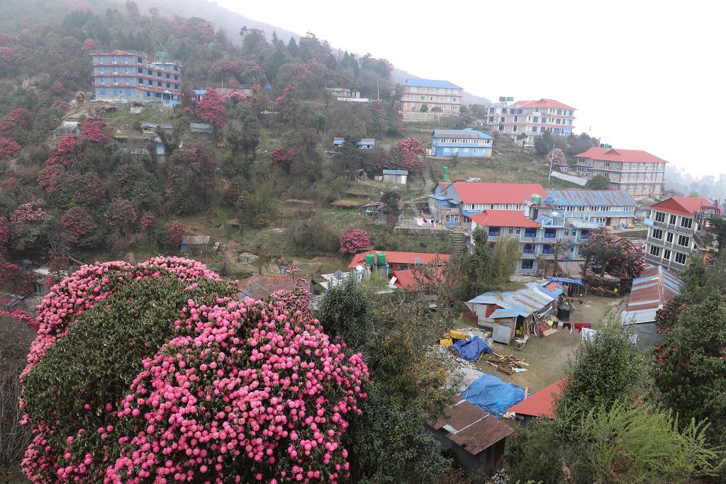 लालीगुराँस घोडेपानी