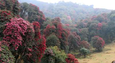 टिएमजेमा गुराँस फुल्यो