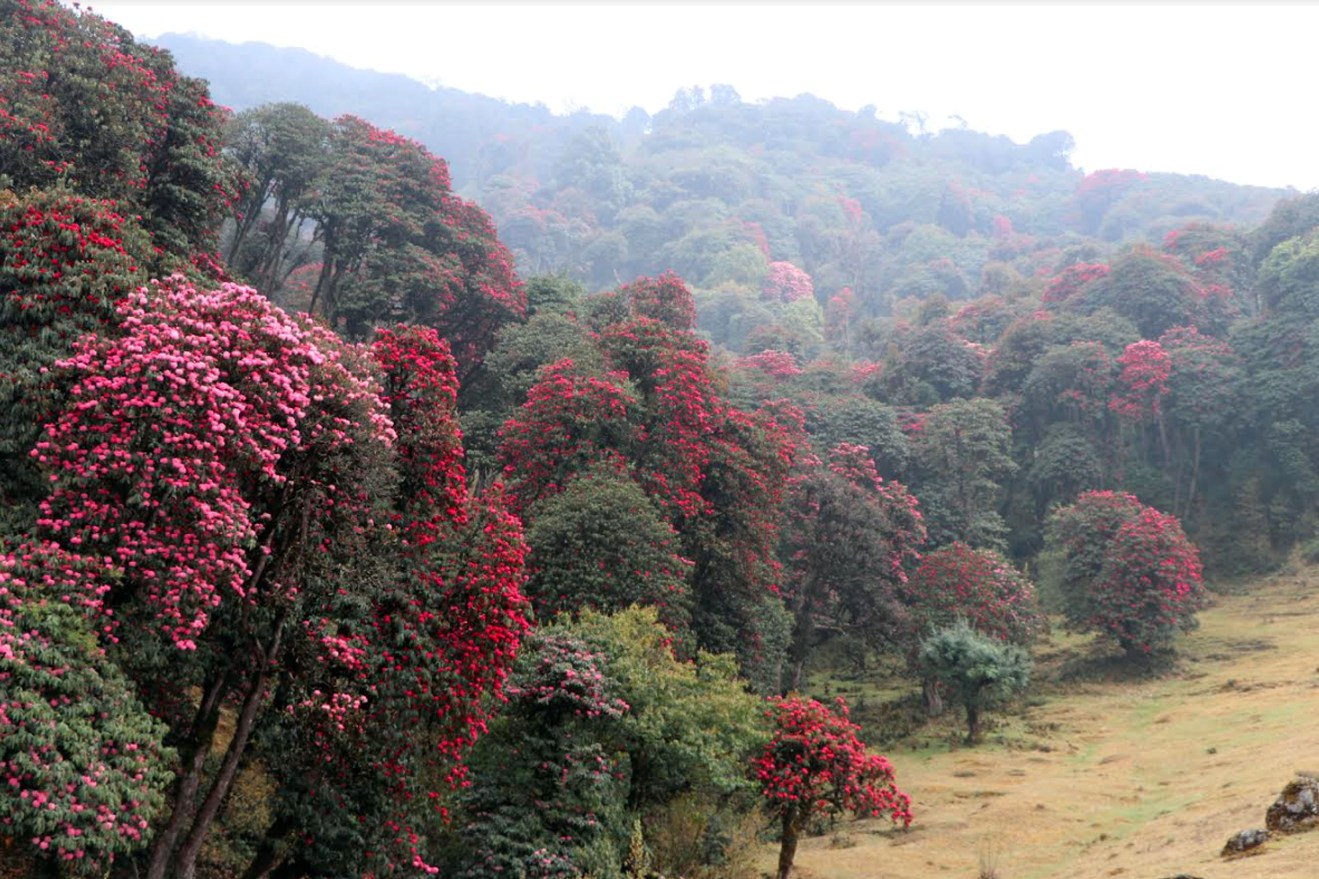 टिएमजेमा गुराँस फुल्यो