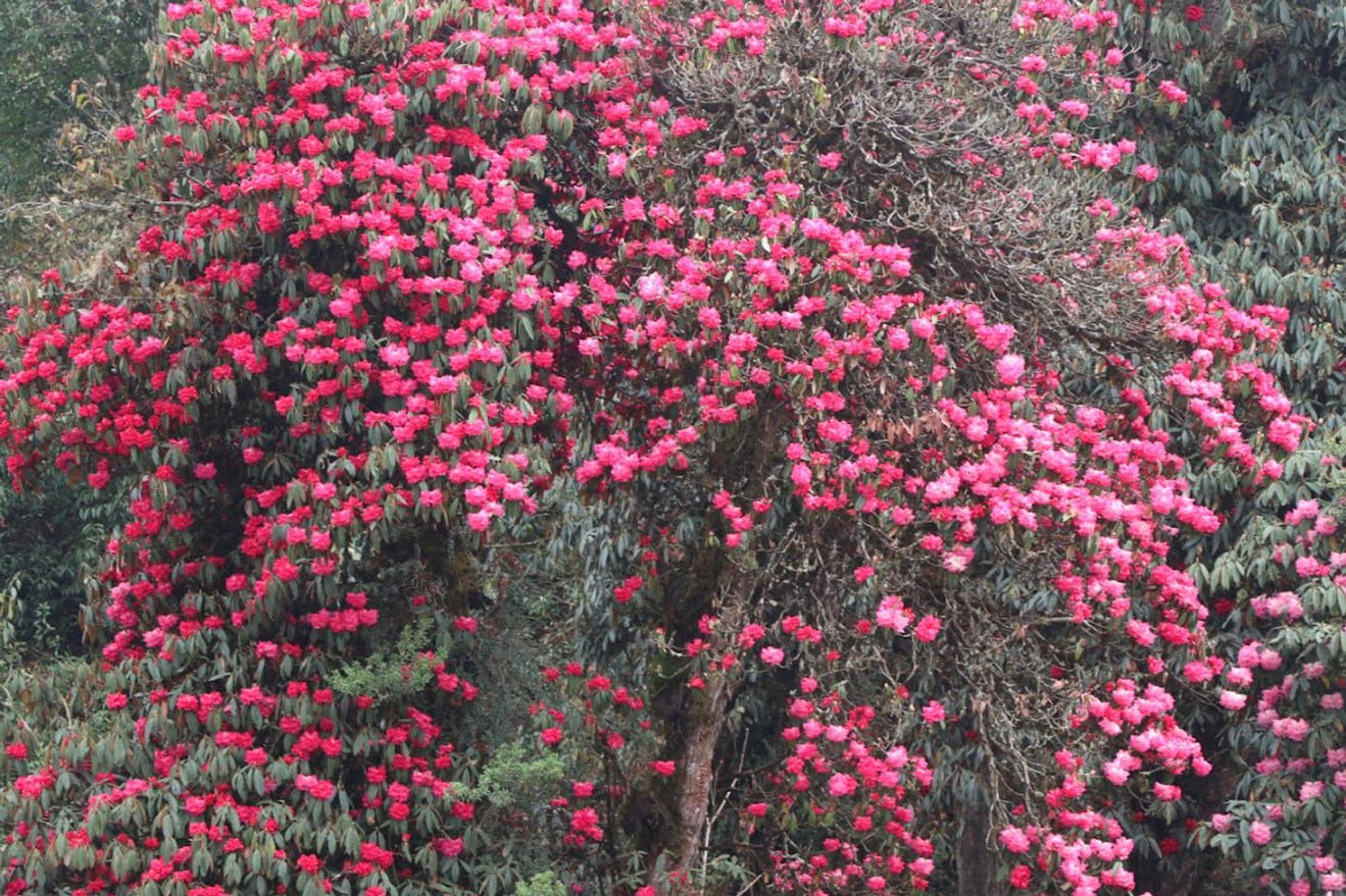 टिएमजेमा गुराँस फुल्यो