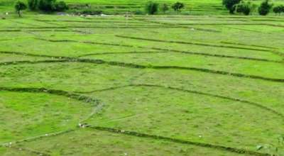 बाँझो जमिन