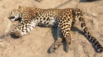 चितुवालाई स्थानीयवासीले मारे