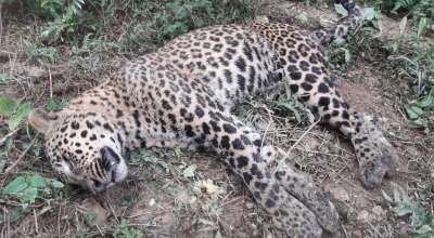 चितुवालाई स्थानीयवासीले मारे