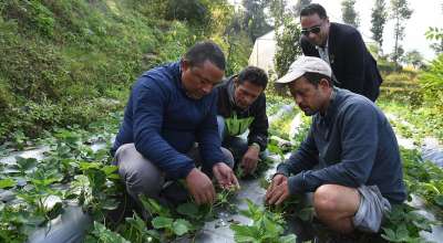 कृषि प्राविधिक