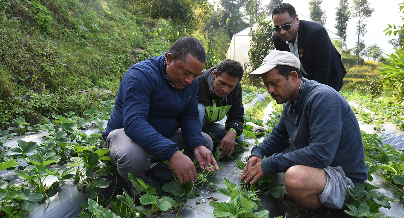 कृषि प्राविधिक