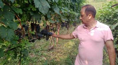 अंगुर खेती कुमार कार्की