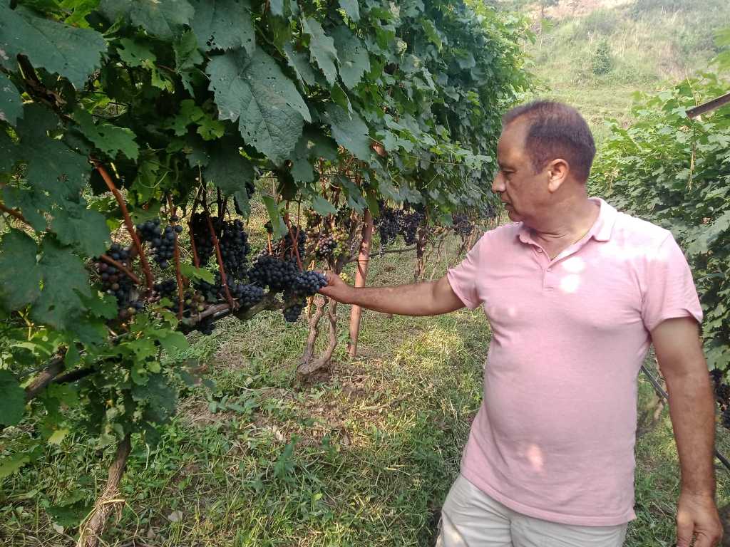 अंगुर खेती कुमार कार्की