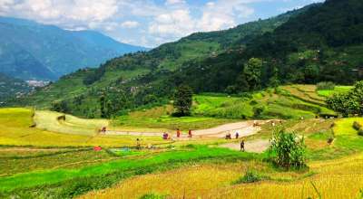 बाग्लुङ गल्कोट रोपाई