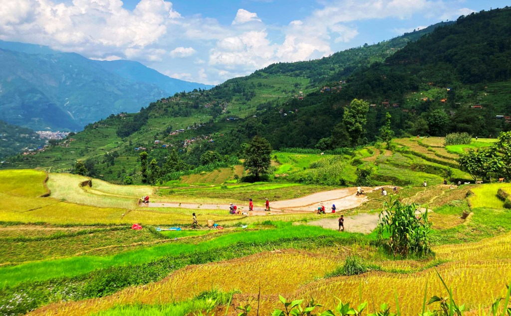 बाग्लुङ गल्कोट रोपाई