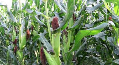 मकै खेती