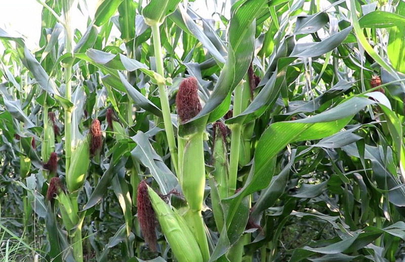 मकै खेती