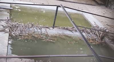 गोहीका ४९६ बच्चा